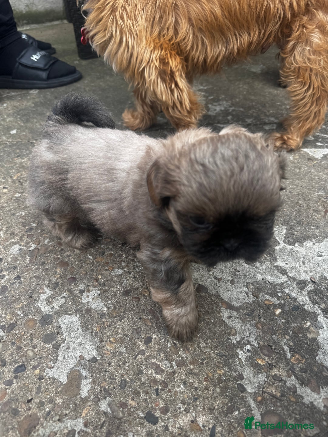 Shih Tzu dogs for sale: A girl and a boy - Image 12
