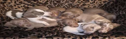 Dachshund dogs for sale: Cheeky Mini daschunds babies - Advert 1