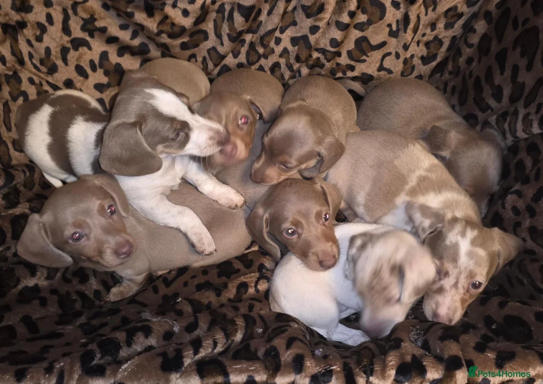 Dachshund dogs for sale: Cheeky Mini daschunds babies - Advert 1