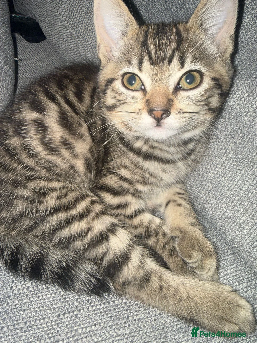 Mixed Breed cats for sale: Kittens, 2 black, 2 tabby in London - Advert 14