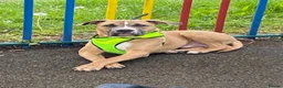 Mixed Breed dogs for adoption: Staff cross cane corso  in Worcester - Advert 3