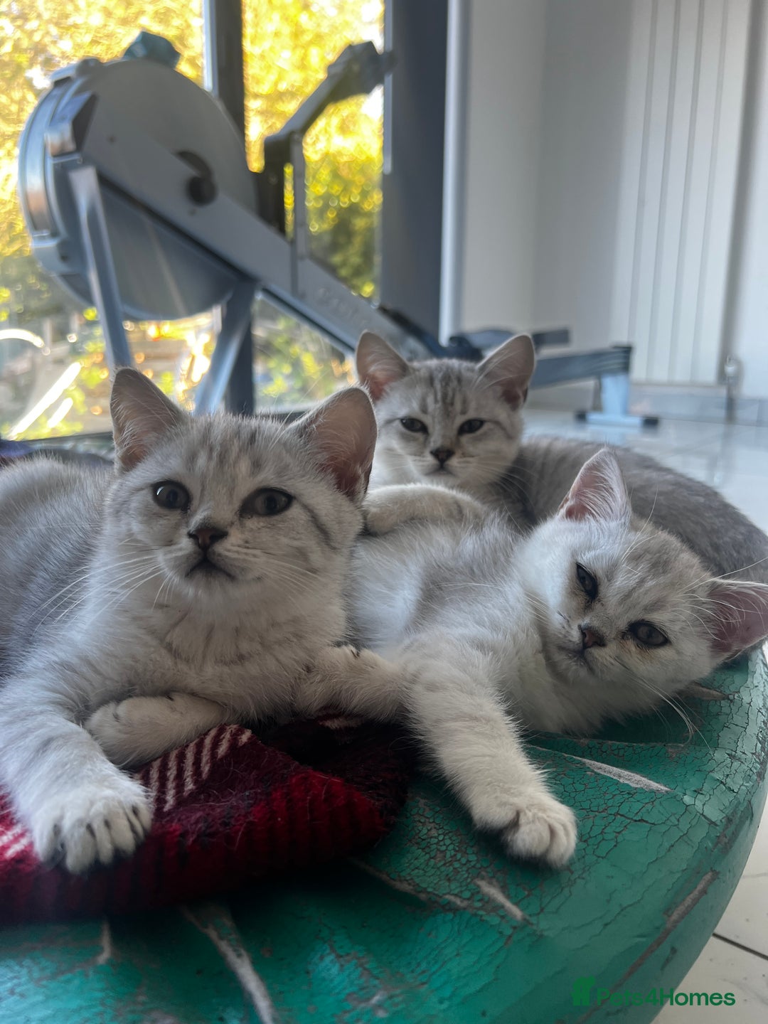British Shorthair cats for sale: Silver 12 Week Old British Shorthair Kittens  - Image 3