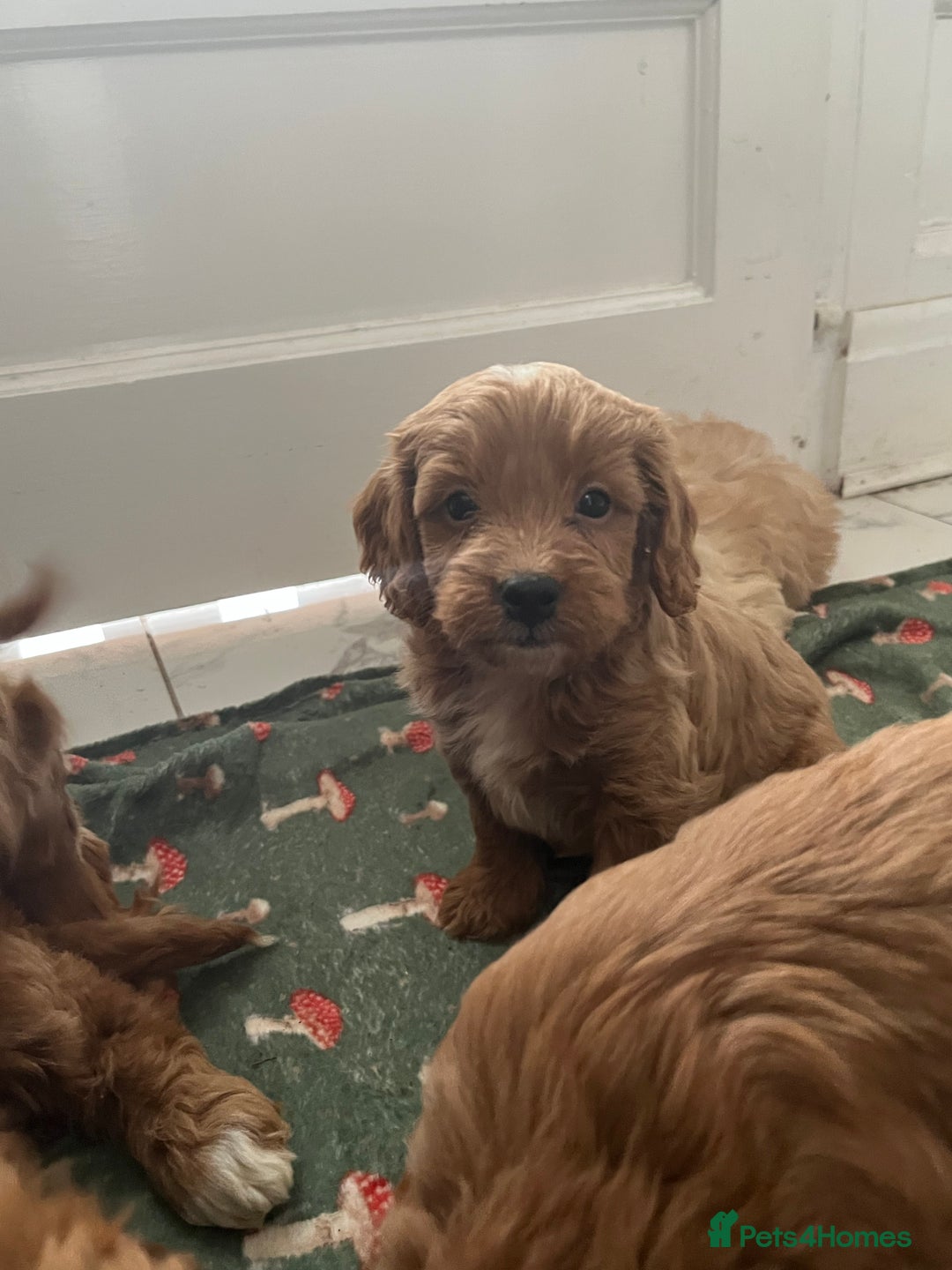 Cockapoo dogs for sale: Toy cockapoo pups - Image 8