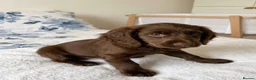 Cocker Spaniel dogs for sale: Amazing cocker spaniel puppies in Glasgow - Advert 4