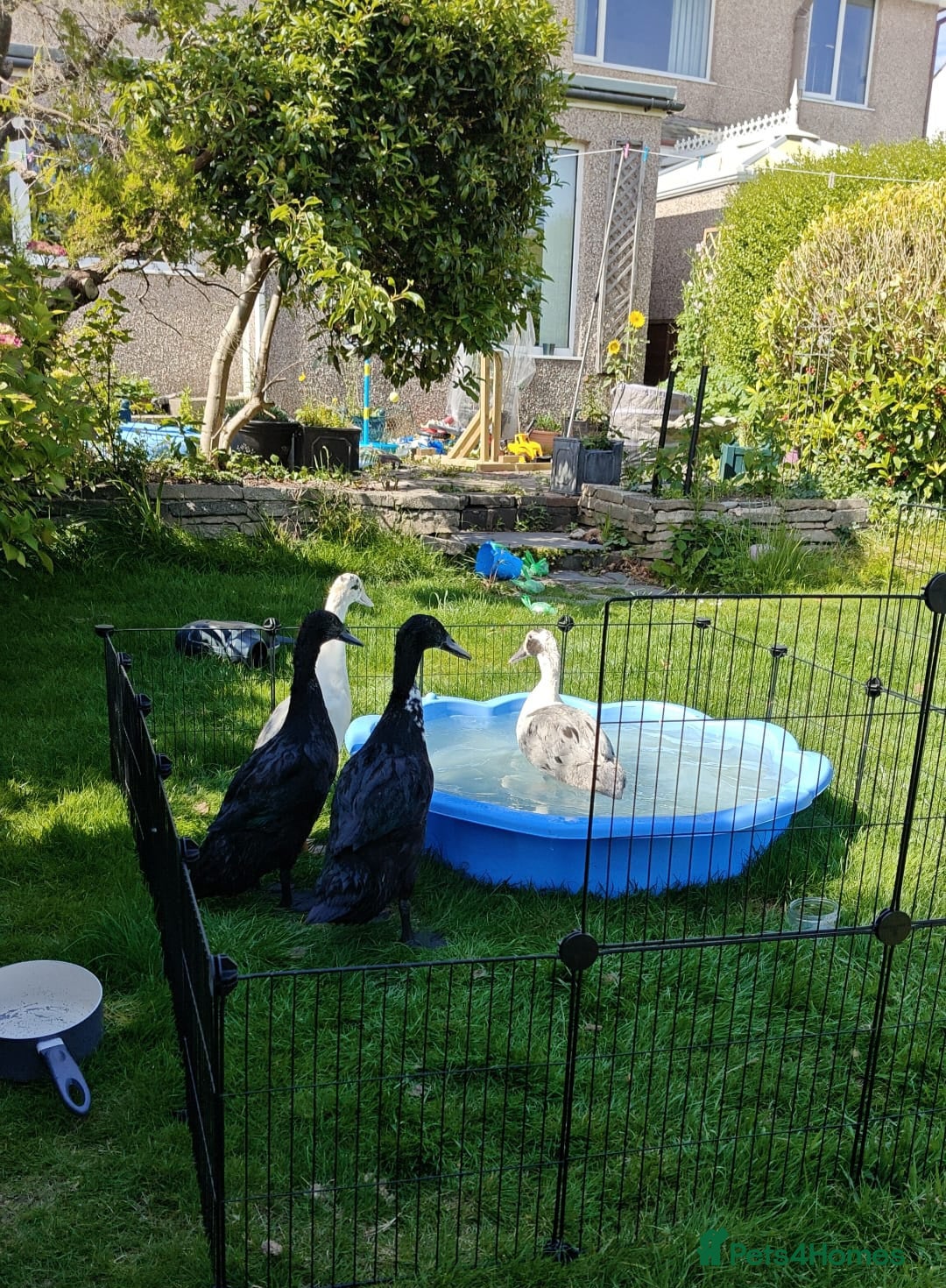 Ducks poultry Looking to rehome 4 runner drakes - Advert 1