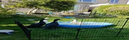 Ducks poultry for sale: Looking to rehome 4 runner drakes in Barrow-in-Furness - Advert 1
