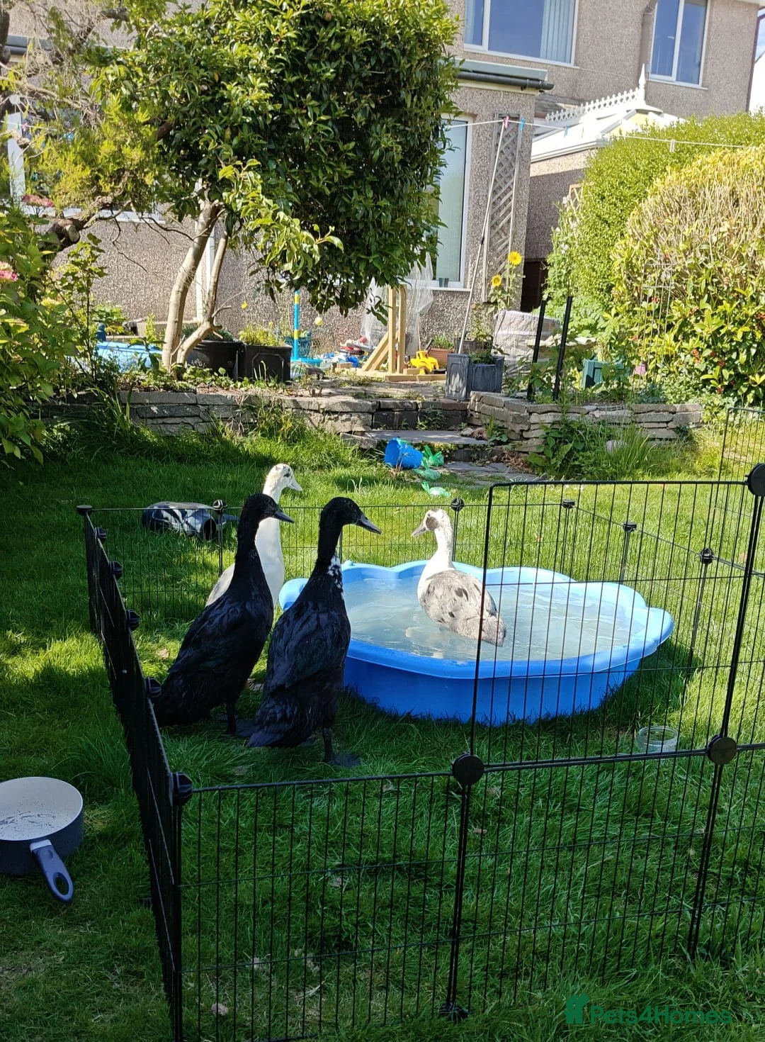 Ducks poultry for sale: Looking to rehome 4 runner drakes in Barrow-in-Furness - Advert 1