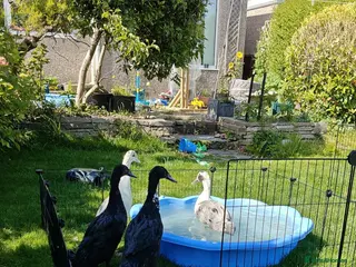 Ducks poultry Looking to rehome 4 runner drakes - Advert 5