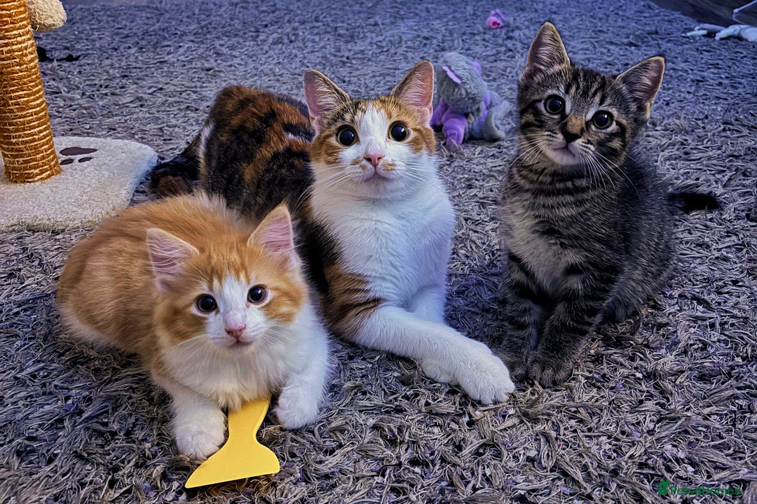 Mixed Breed cats for sale: Mitch & Bingo  - Advert 8