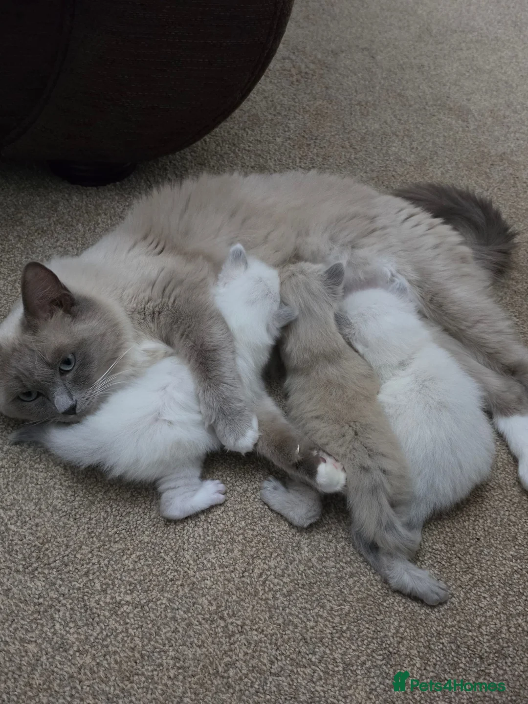 Ragdoll cats for sale: Beautiful Blue Point Ragdoll Kittens 🐾💙 - Advert 5