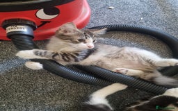 Mixed Breed cats for sale: Kittens for sale  - Image 2