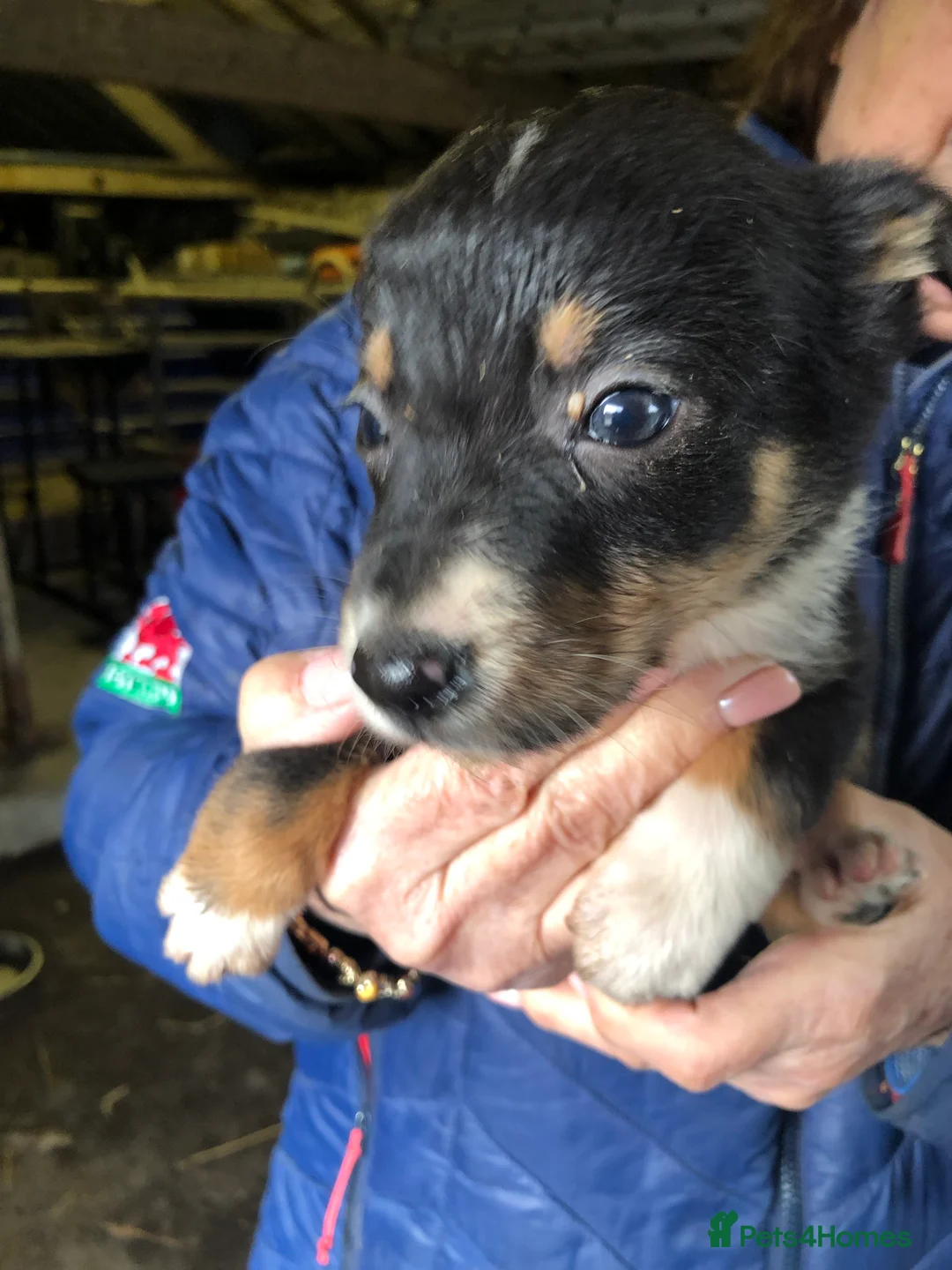 Mixed Breed dogs for sale: Border collie x Australian kelpie  - Advert 7