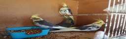 Cockatiels birds for sale: 12-16 Week Old COCKATIELS FOR SALE - Advert 4