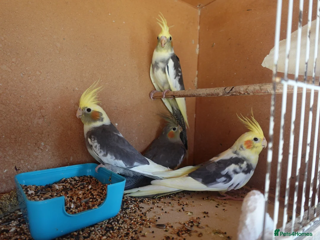 Cockatiels birds for sale: 12-16 Week Old COCKATIELS FOR SALE - Advert 4