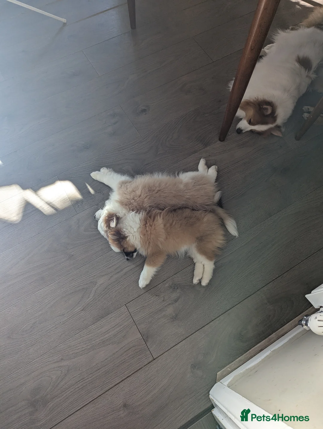 Pomeranian dogs for sale: Beautiful Pomeranian Puppies Ready Now in Nottingham - Advert 32