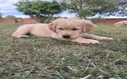 Golden Retriever dogs for sale: 4 KC registered Golden Retriever puppies  - Image 31