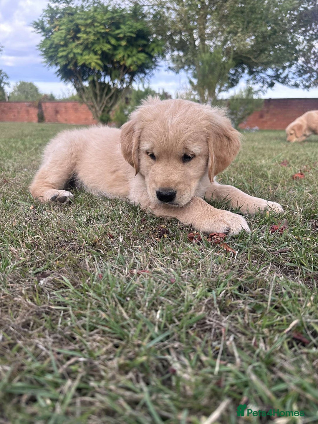 Golden Retriever dogs for sale: 4 KC registered Golden Retriever puppies  - Image 31