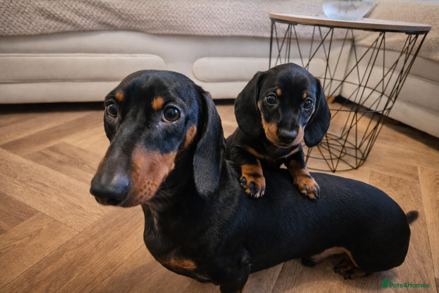 Miniature Dachshund dogs 🐾 Last baby Miniature Sausage Left 🐾 - Advert 2