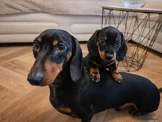 Miniature Dachshund dogs 🐾 Last baby Miniature Sausage Left 🐾 - Advert 2