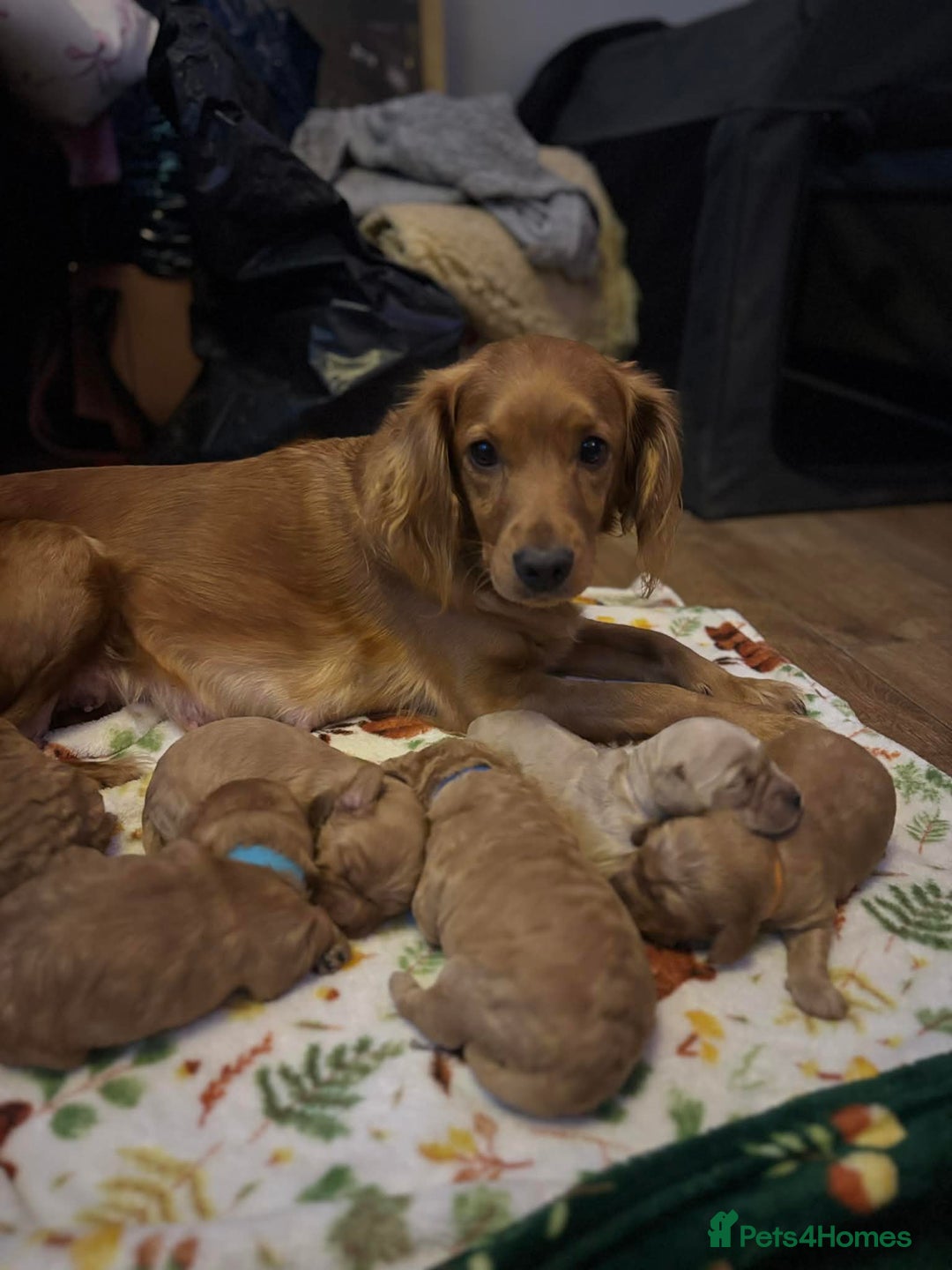 Cockapoo dogs for sale: ***BEAUTIFUL F1B COCKAPOOS*** - Advert 11