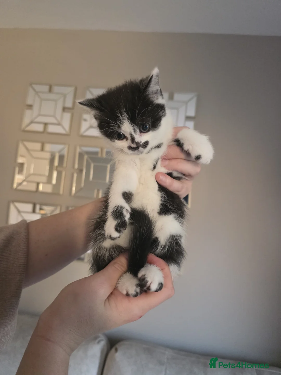 Mixed Breed cats for sale: Little British shorthair mix girl - Advert 4