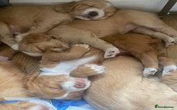 Cocker Spaniel dogs for sale: Golden & Red Working Cocker Spaniel Puppies - Image 11