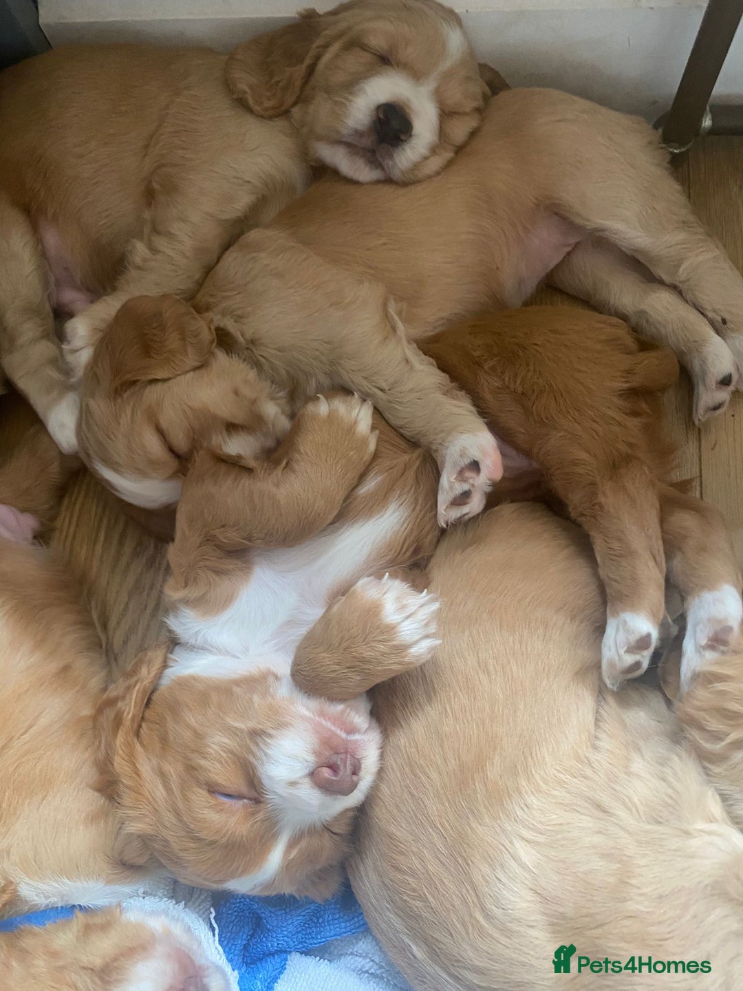 Cocker Spaniel dogs for sale: Golden & Red Working Cocker Spaniel Puppies - Image 11