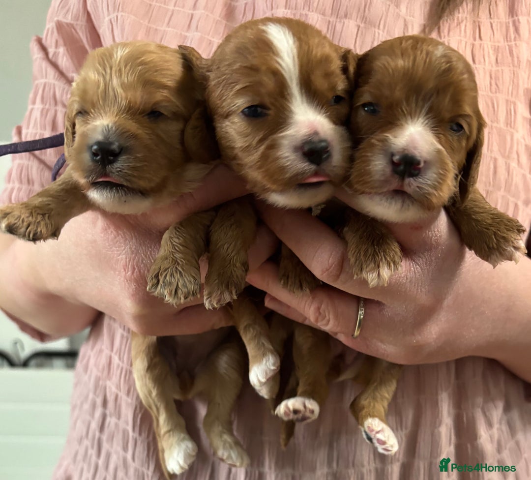 Cavapoo dogs for sale: Gorgeous F1 Cavapoo puppies. Health tested parents - Advert 3