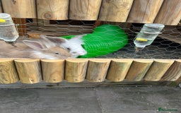 Lionhead rabbits for sale: 2 Lionhead rabbits  - Image 3