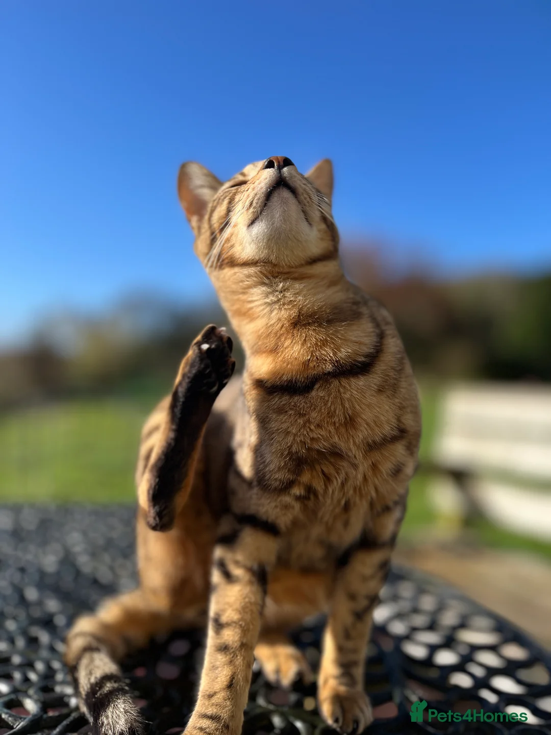 Bengal cats for sale: Beautiful Bengal/Siamese Cross for sale - Advert 8