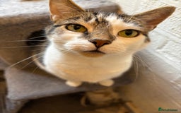 Mixed Breed cats for sale: Two beautiful cats - Image 6
