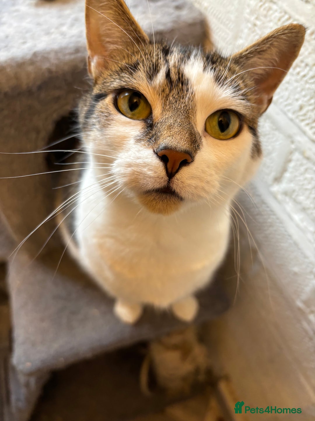 Mixed Breed cats for sale: Two beautiful cats - Image 6