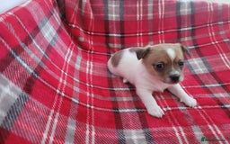 Mixed Breed dogs for sale: Jack Russell 3/4 1/4 chihuahua - Advert 12