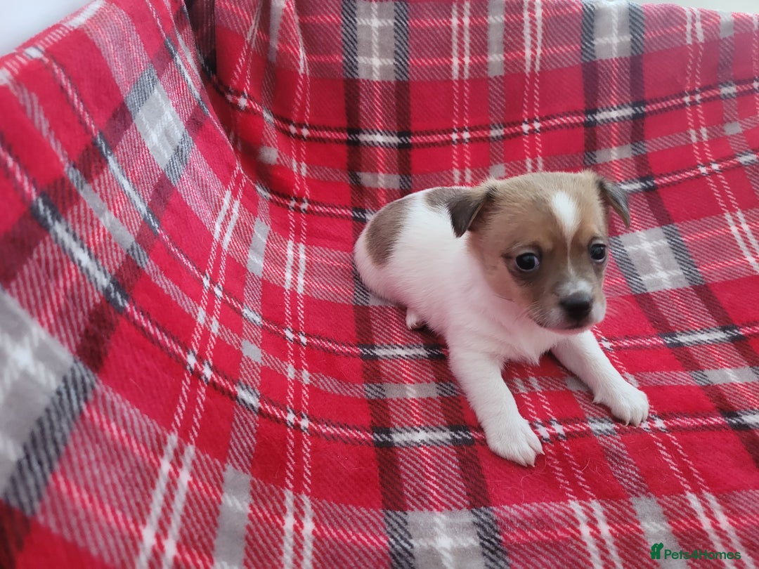 Mixed Breed dogs for sale: Jack Russell 3/4 1/4 chihuahua - Advert 12