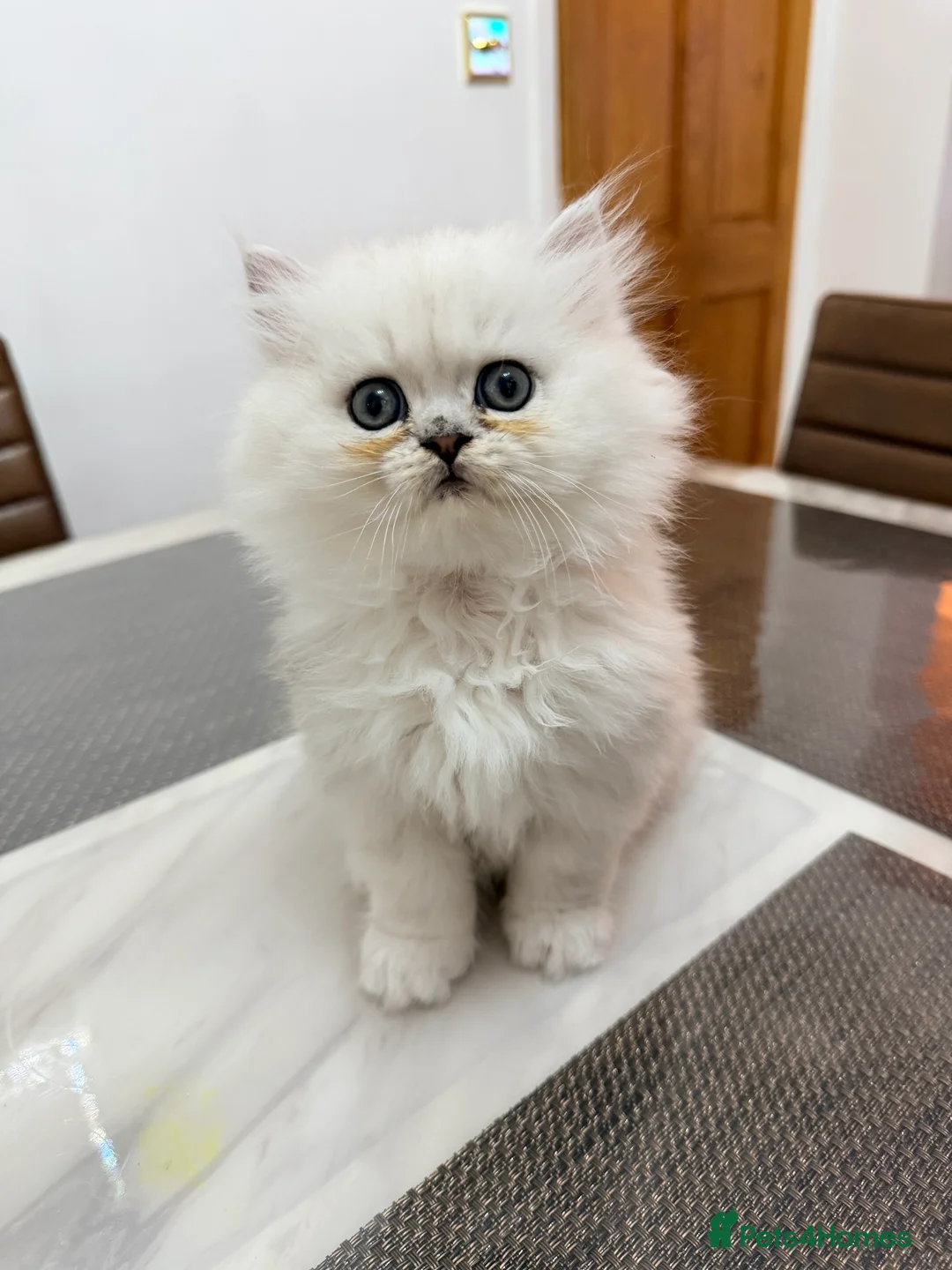 Persian cats for sale: 1 female Persian chinchilla  - Advert 3