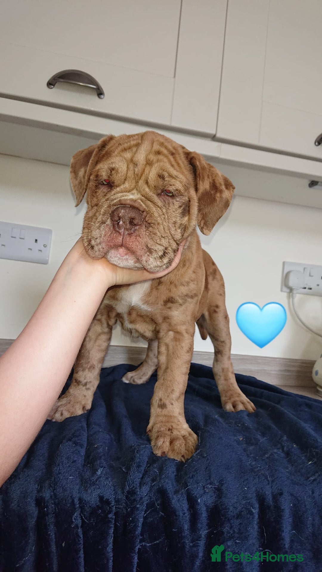 Old Tyme Bulldog dogs for sale: Old Tyme Bulldog pups 9 weeks  - Image 13
