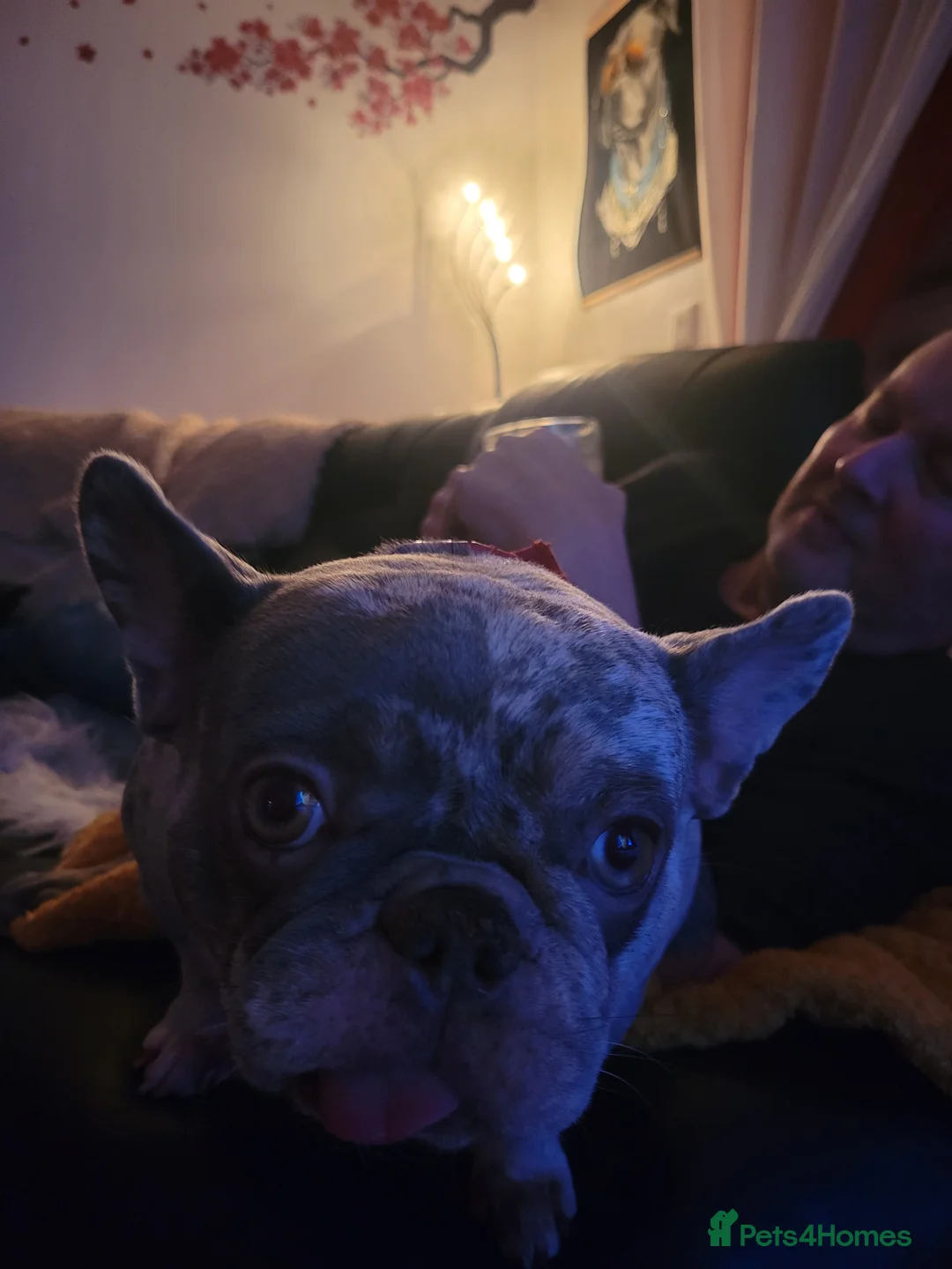 French Bulldog dogs for sale: Meet this 2 yr old beautiful little frenchie - Advert 2