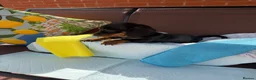 Miniature Dachshund dogs for sale: A litter of 2 lovely dachshund pups - Advert 32