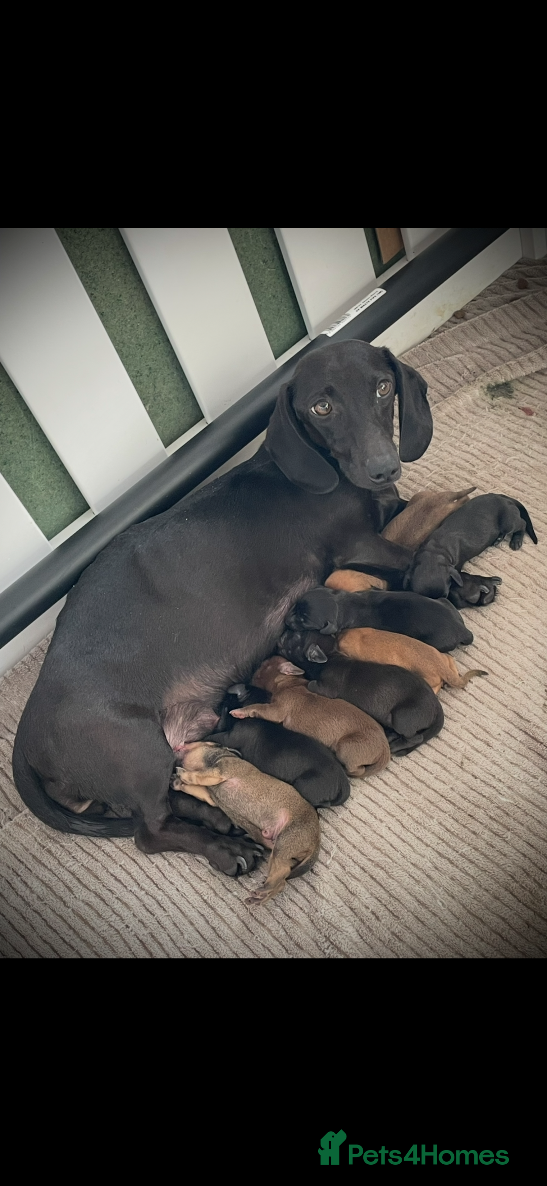 Miniature Dachshund dogs for sale: Smooth haired Miniature dachshunds - Image 18