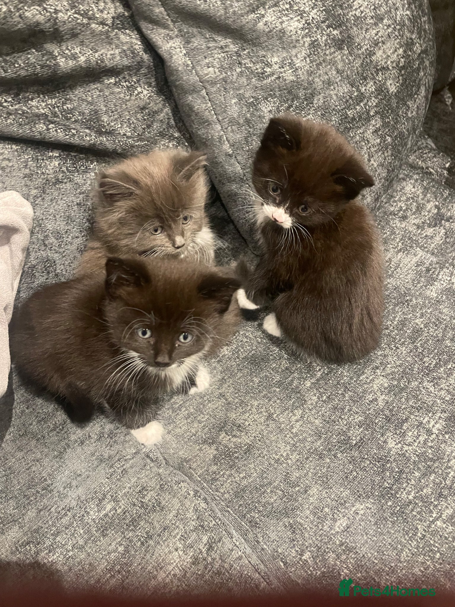 Mixed Breed cats 3 kittens for sale - Advert 1