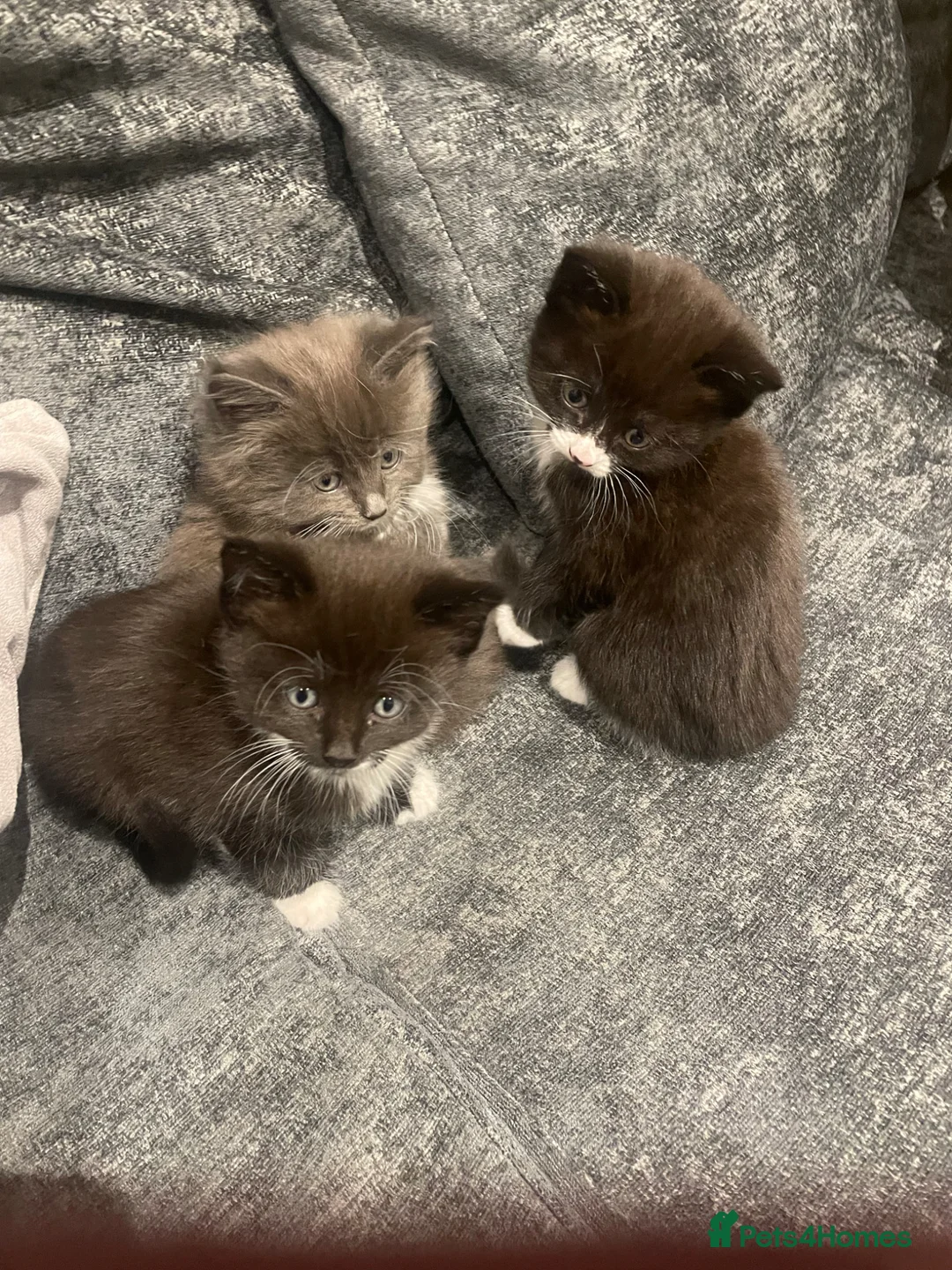 Mixed Breed cats for sale: 3 kittens for sale in Evesham - Advert 1