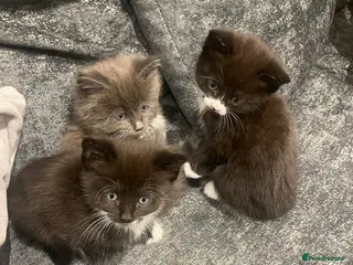 Mixed Breed cats 3 kittens for sale - Advert 1