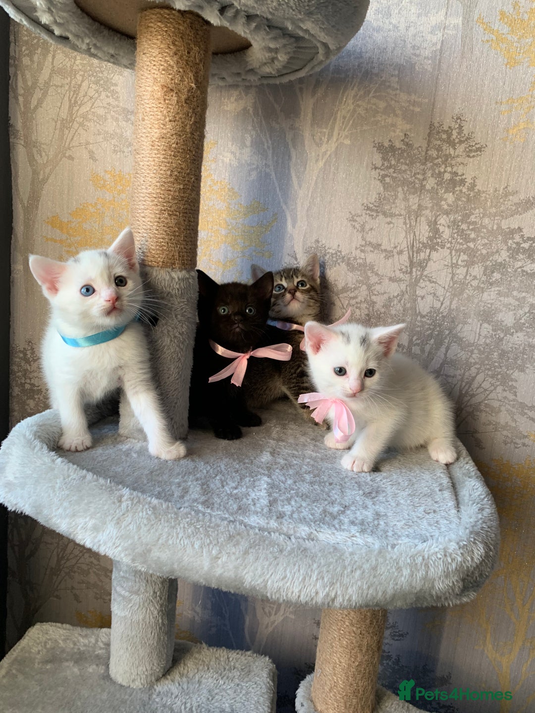 Mixed Breed cats for sale: Beautiful Mixed Angora Kittens - Advert 6
