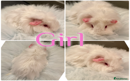 Guinea Pig rodents for sale: Baby Guinea Pig For Sale Lunkarya/Sheltie Mix - Advert 6