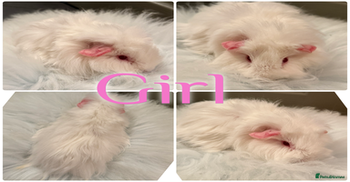 Guinea Pig rodents Baby Guinea Pig For Sale Lunkarya/Sheltie Mix - Advert 8