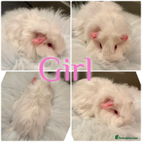 Guinea Pig rodents Baby Guinea Pig For Sale Lunkarya/Sheltie Mix - Advert 8