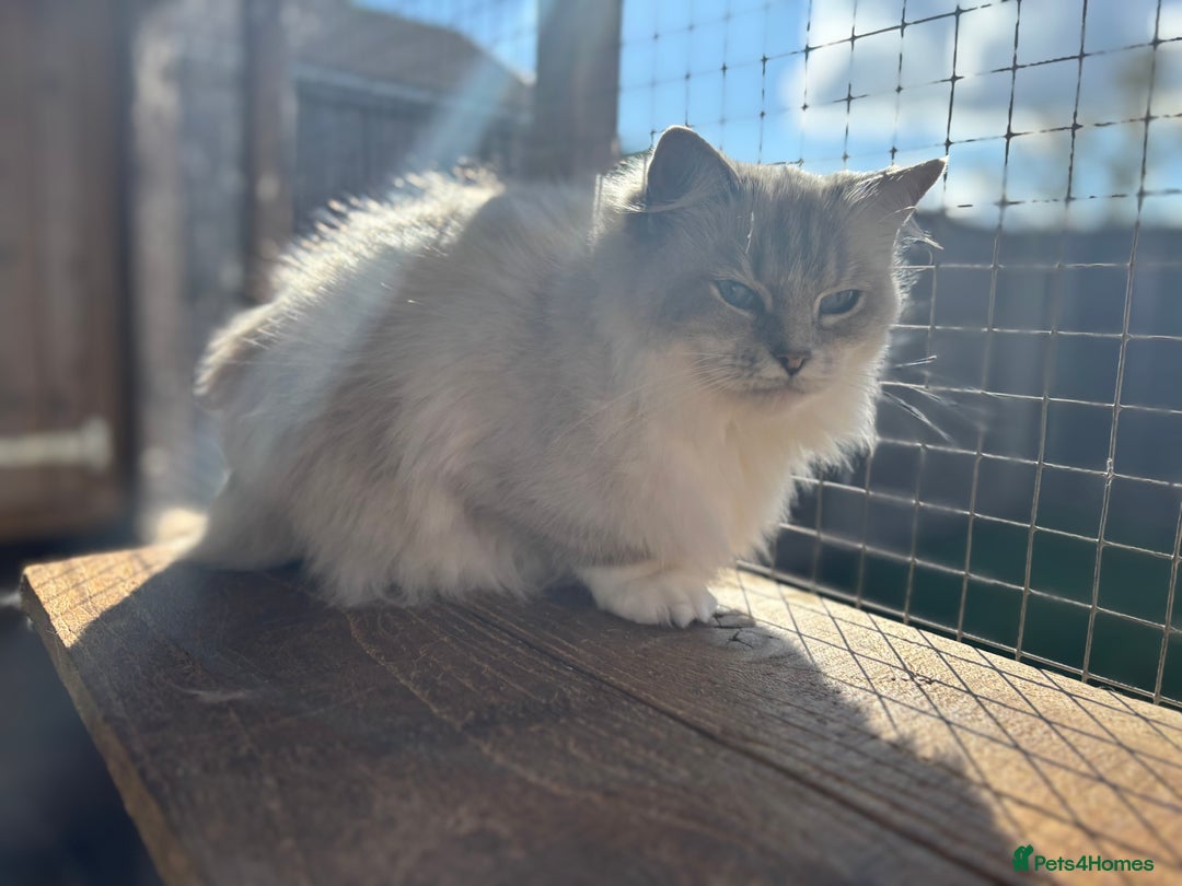 Ragdoll cats for sale: Available gccf registered tabby mitted girl  - Image 1