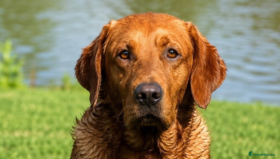 Labrador Retriever dogs KC Working Dark Fox Red Lab Stud - Advert 10