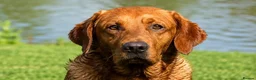 Labrador Retriever dogs for stud: KC Working Dark Fox Red Lab Stud - Advert 1