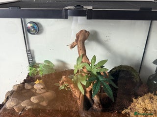 Frog reptiles Two Pac-Man frogs and set ups - Advert 3